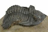 Stunning Metacanthina Trilobite - Lghaft, Morocco #350520-2